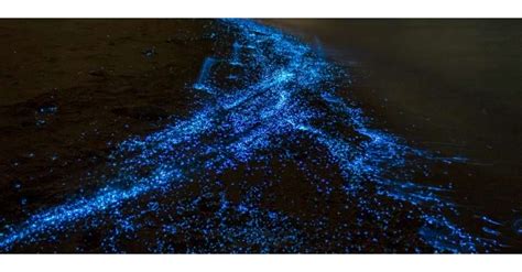 Enchanting Bioluminescent Plankton Illuminate Welsh Coasts Tmc
