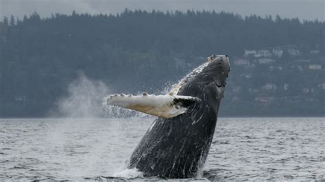 Whales Come To Play On Puget Sound Photo 11
