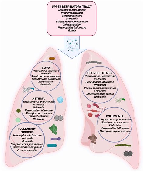 Human Airway And Lung Microbiome At The Crossroad Of Health And Disease
