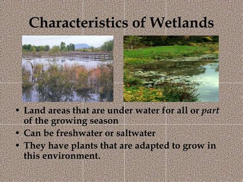 Ppt Wetlands Powerpoint Presentation Free Download Id1447817