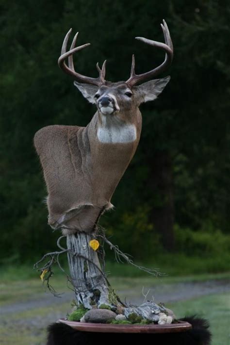 Quality Whitetail Pedestal Deer Mount Deer Mounts Deer Hunting