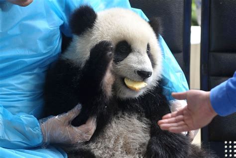 Bifengxia Base Of China Giant Panda Protection And Research Center In
