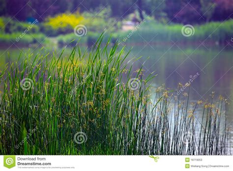 Reeds On Lake Shore Stock Image Image Of Reeds Lakeside 18719053