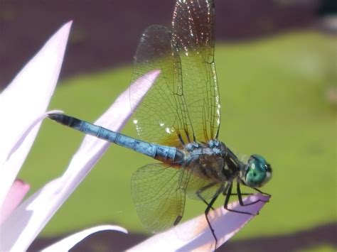Blue Dragonfly Photo I Took At Longwood Gardens June 30 2016