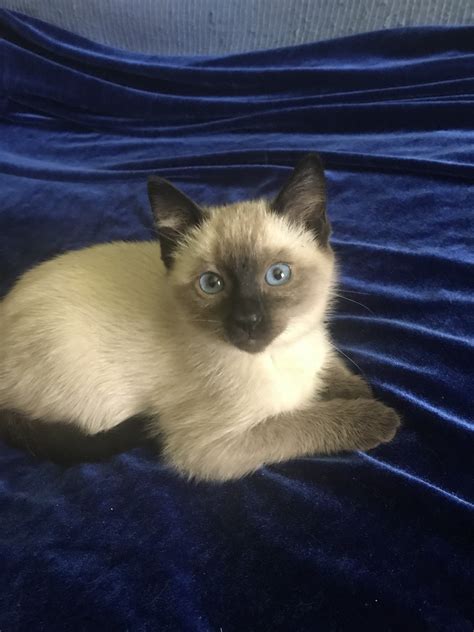 He is a very keen boy. Traditional Siamese Cats For Sale | Ponchatoula, LA #287270