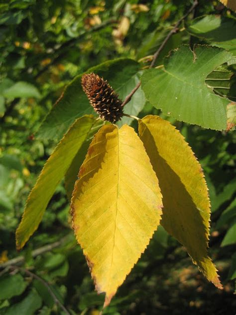 Cherry Birch Betula Lenta Recovery Strategy 2016 Canadaca