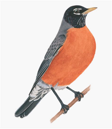 American Robin American Robin Png Free Transparent Clipart Clipartkey
