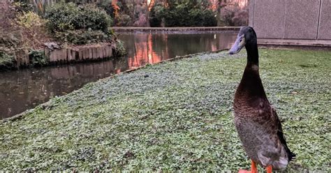 University Of York Students Pay Tribute To Missing Campus Duck Long Boi