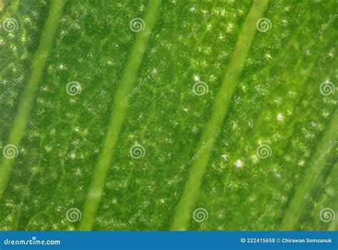 Close Up Texture Of Plants Cells Stock Photo Image Of Algae Cell