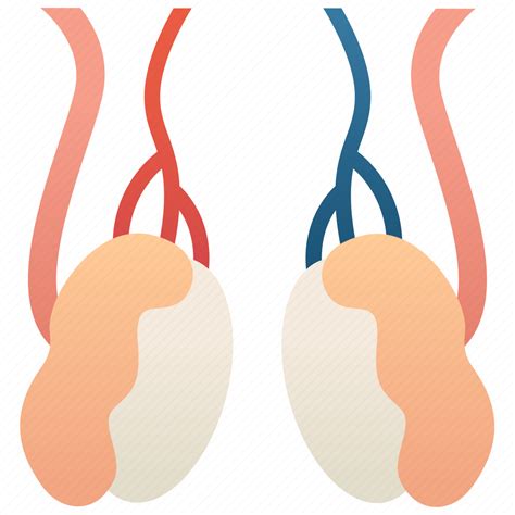 Anatomy Epididymis Reproductive Sperm Testicles Icon Download On Iconfinder