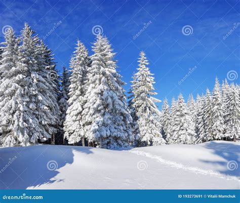 Pine Trees In The Snowdrifts Blue Sky On The Lawn Covered With Snow