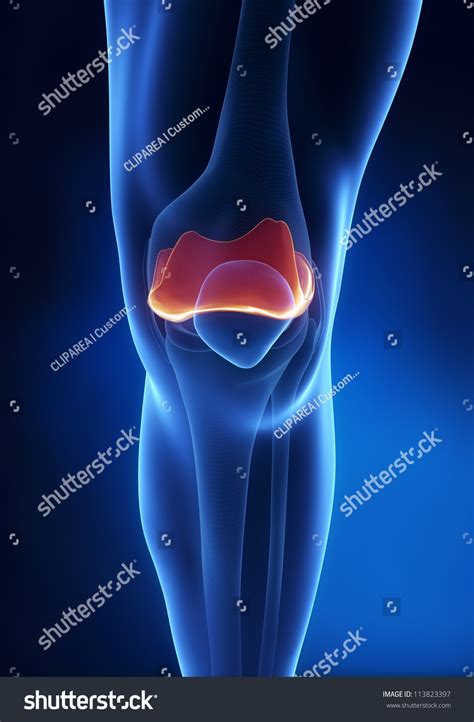Articular Cartilage Anatomy Stock Illustration 113823397
