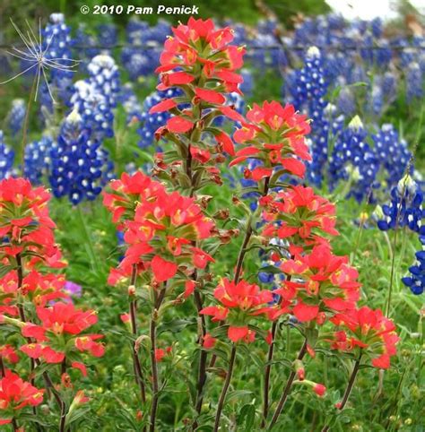 Indian Paintbrush And Official Texas Flower The Bluebonnet Indian