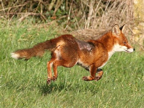 Fox Running A Photo On Flickriver