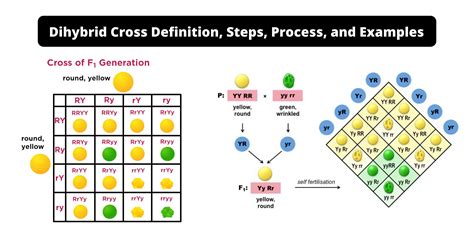 Dihybrid Cross Definition Steps Process And Examples