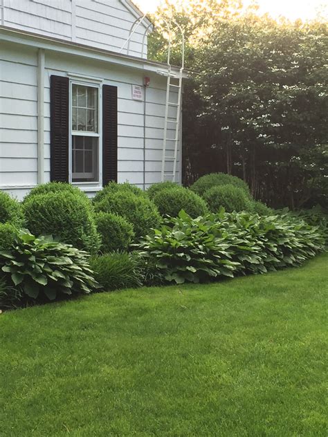 Hostas And Boxwood At 1770 Boxwood Landscaping Front Yard