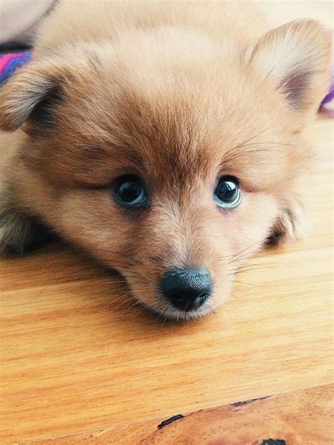 Best 25 Fluffy Puppies Ideas On Pinterest Cute Puppies Adorable