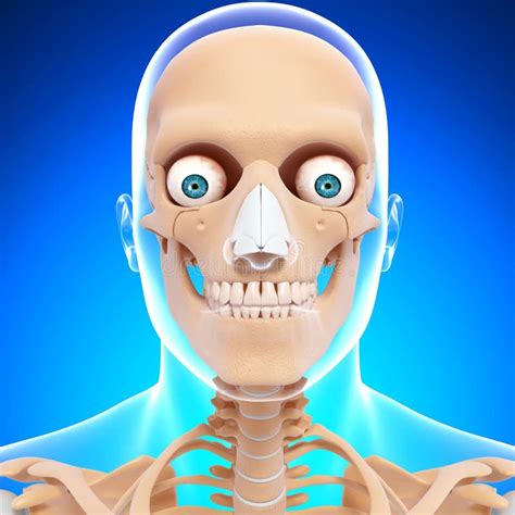 Side View Of Human Head Skeleton Stock Illustration Illustration Of