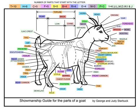 goat anatomy internal organs