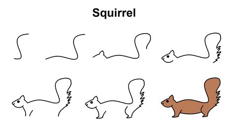 How To Draw A Squirrel For Kids Zipback