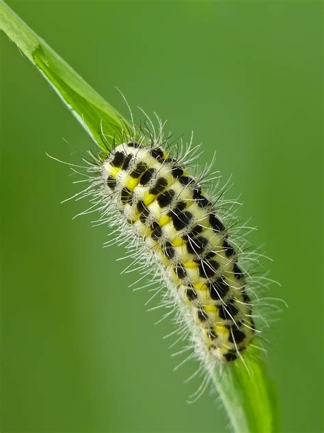 Filezygaena Lonicerae Caterpillar