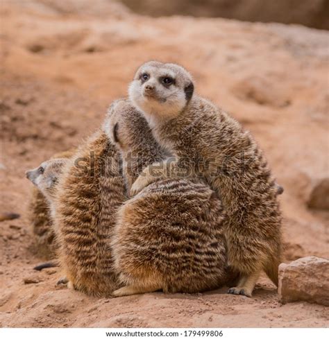Group Meerkats Hugging Stock Photo 179499806 Shutterstock