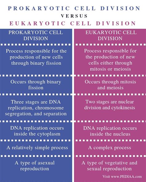 What Is The Difference Between Prokaryotic And Eukaryotic Cell Division