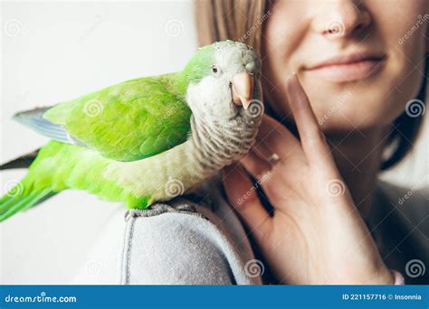 Close Up Of Cute Monk Parakeet Friendly Green Quaker Parrot Is Sitting