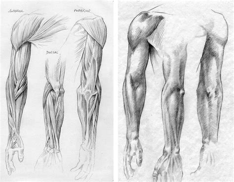Muscle Arm Drawing At Explore Collection Of Muscle