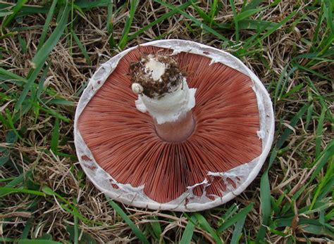 Agaricus Porphyrocephalus Var Pallidus At Indiana Mushrooms