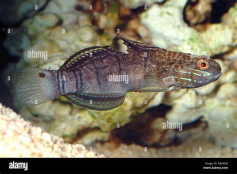Banded Goby Amblygobius Phalaena Hi Res Stock Photography And Images