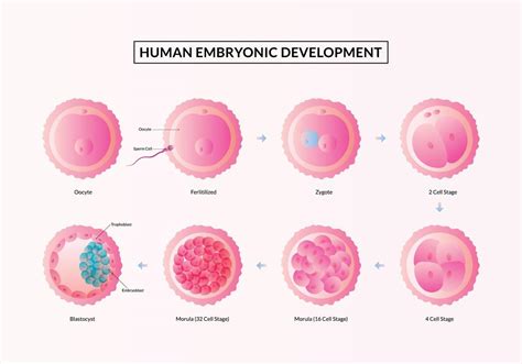 La Primera Semana De Embarazo Etapas Del Desarrollo Embrionario Humano Porn Sex Picture