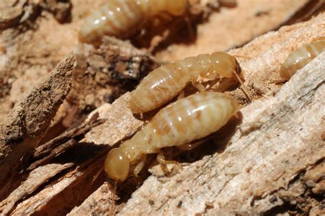 Drywood Termites Springer Termite Solutions