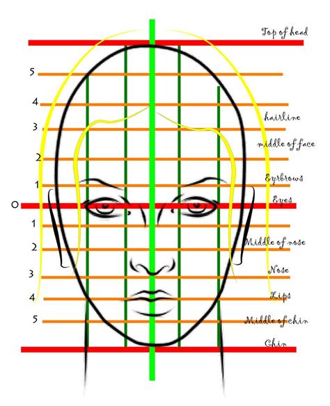 Female Face Proportions Face Proportions Face Drawing Human Figure