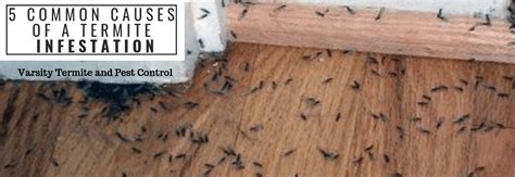 What Causes Termites To Invade Your House Swscrapbook