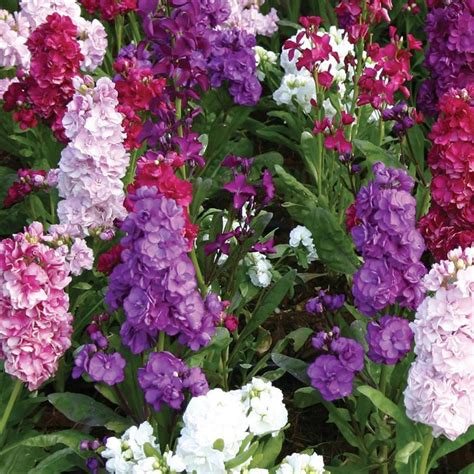 Best Smelling Flowers That You Can Plant In Your Garden
