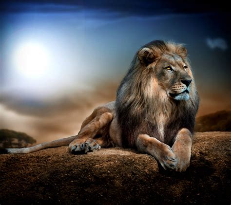 Majestic Lion Wallpapers Top Free Majestic Lion Backgrounds