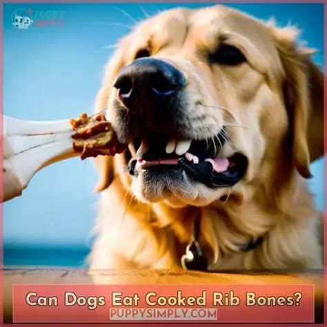Can Dogs Eat Rib Bones What You Need To Know