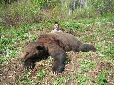 Grizzly Bear Hunting British Columbia Covert Outfitting
