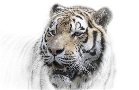 Bengal Tiger Big Cats Animals Tiger Hd Wallpaper Wallpaper Flare