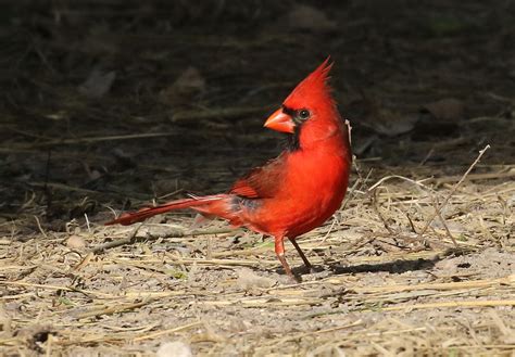 Northern Cardinal Cardinalis Cardinalis Adult Male Photo Flickr