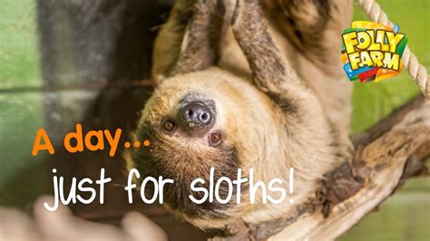 International Sloth Day Youtube