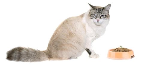 Important Care Tips For The Relatively Low Maintenance Ragdoll Cats