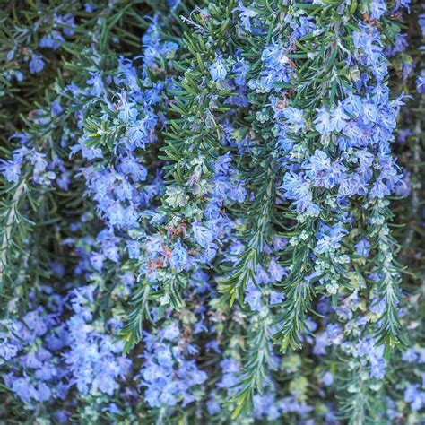 Creeping Rosemary Plants For Sale
