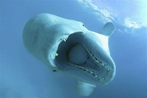 Wwf T Guide Adopt A Beluga Whale