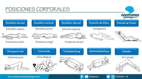 Posiciones Corporales Resúmenes De Anatomía Y Fisiología Anatomia Y Fisiologia Fisiología