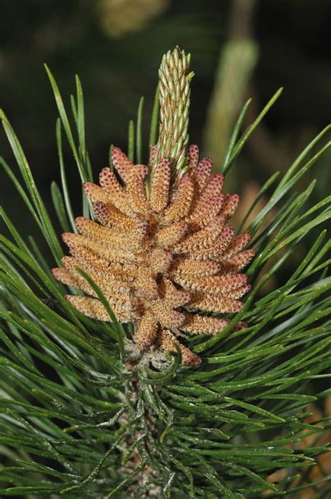 Closeup Of Needles Of A Scots Pine Stock Image Image Of Green