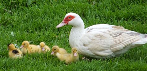 Norvegian Farms Raising Ducks For Meat And Eggs