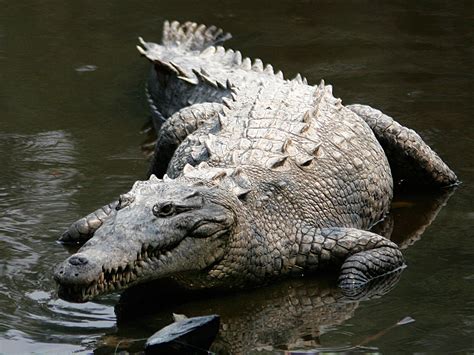American Crocodile Crocdile And Alligator Photo 25065514 Fanpop