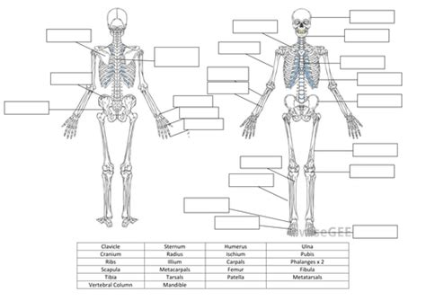 Skeletal System Worksheet And Answers Teaching Resources